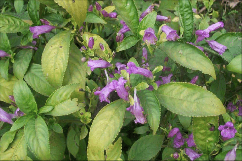 Strobilanthes cusia